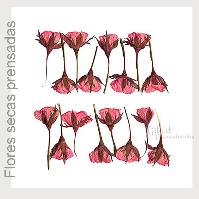 Flores secas prensadas Stamperia clfs14